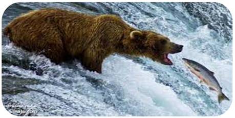 تصطاد الدببة أسماك السلمون