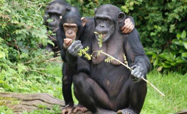 الشمبانزي يستخدم الحشرات في الاستطباب