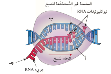 خطوات النسخ في عملية تصنيع البروتين