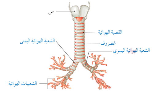 تركيب القصبة الهوائية والشعبتين الهوائيتين