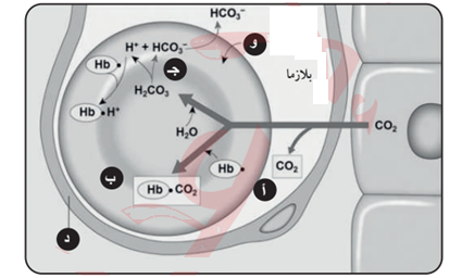 الحالات التي ينقل فيها ثاني أكسيد الكربون