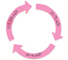 أطوار دورة الرحم