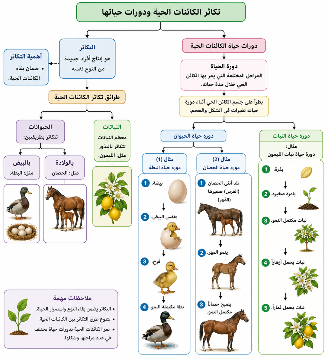 تكاثر الكائنات الحية ودورات حياتها
