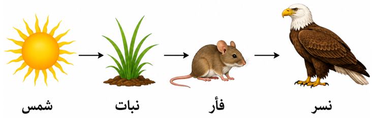 سلسلة غذائية على اليابسة سلسلة غذائية على اليابسة