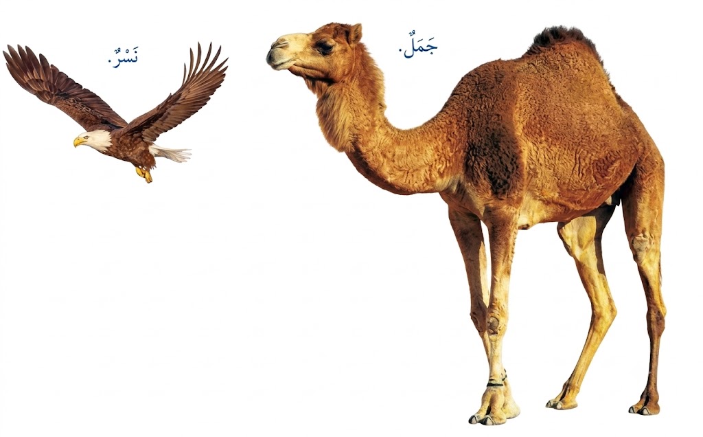 ما أوجه التشابه والاختلاف بين كل من الجمل والنسر؟