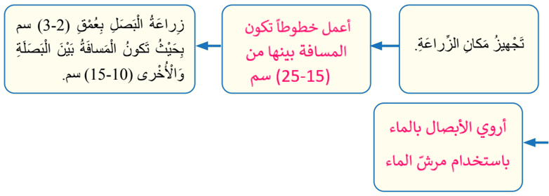 زراعة البصل