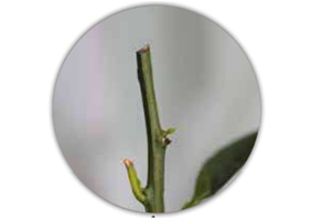 تكثير النباتات بالعُقَل