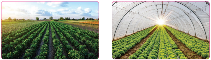 خضراوات صيفية أو شتوية خضراوات صيفية أو شتوية