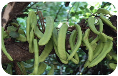 شجرة الخروب شجرة الخروب