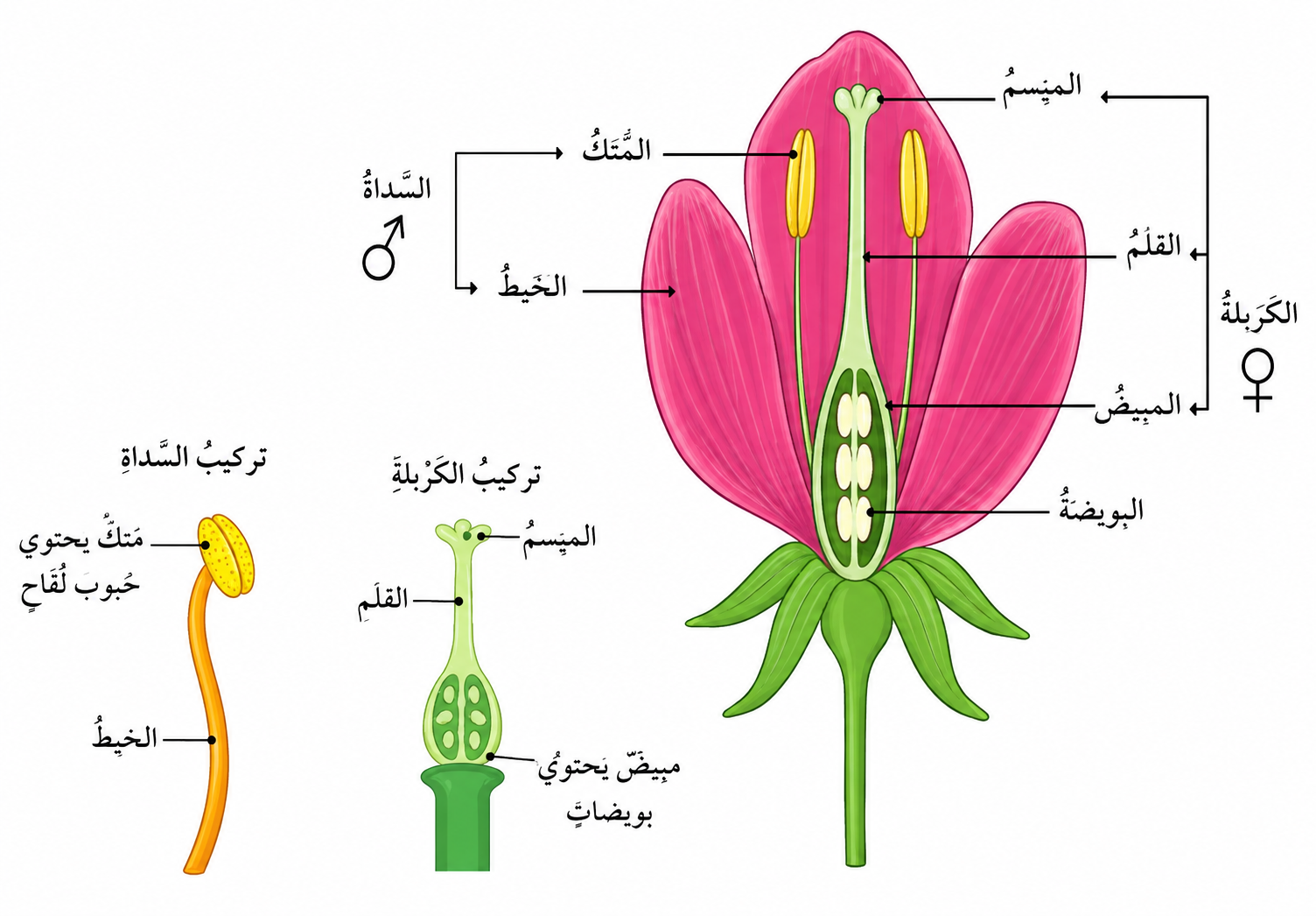 تركيب الزهرة