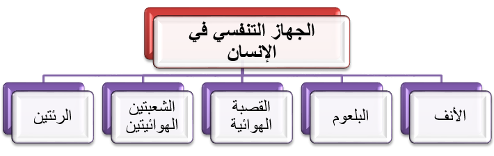 منهاجي متعة التعليم الهادف تركيب الجهاز التنفسي