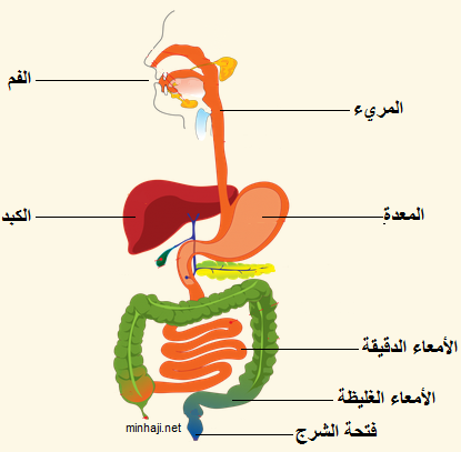 نتيجة بحث الصور عن الجهاز الهضمي