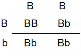 لماذا تكون الصفه المتنحيه دائما متماثله الاليلات؟ 1