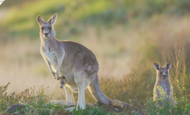 أصل تسمية الكانغارو: حقيقة وأسطورة